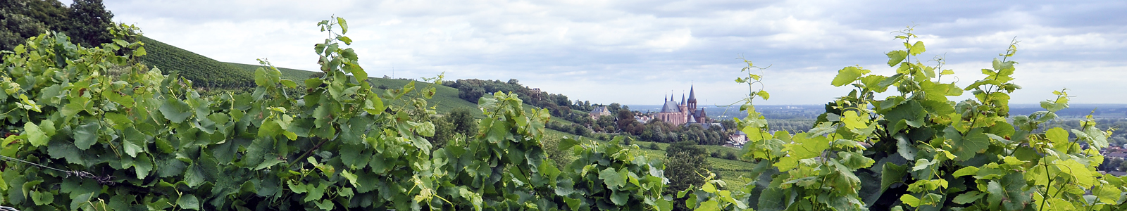 Vineyard with a view of a church ©DLR